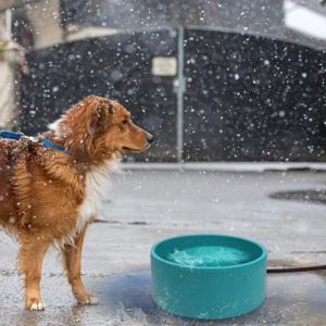 Tigela de cerâmica termostática inteligente para alimentação de animais de estimação, tigela de cerâmica para cães e gatos, tigela de isolamento de água para alimentos, recipiente de comida 30w