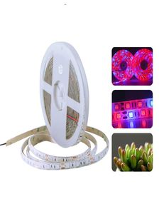 LED PHYTOランプ成長ストリップライト5M 12V 5050SMDレッドブルー防水フルスペクトル300LEDSリボンストリングLED Plant Light Fitolampy8419966