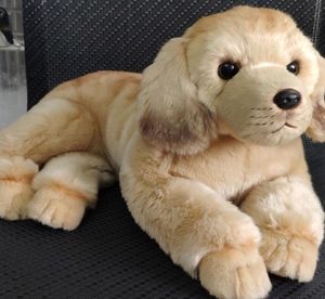 Qualidade simulação animal golden retriever cão brinquedo de pelúcia recheado macio presa cão pet boneca 50x23cm dy501189429678