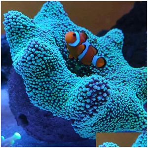 Akvaryumlar dekorasyonları ane yuvası Kaçan Kaç ve Canlı Kaya Akvaryum Reef Tank Bitkileri için Yapılan Kaya