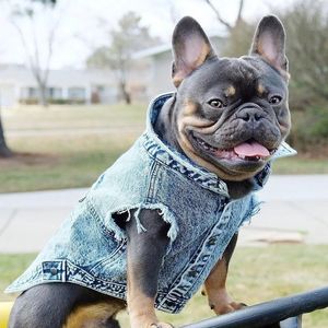 Husdjur jeans jacka denim rockar hål katter valp väst franska bulldog små kläder springautumn kläder mode 240228