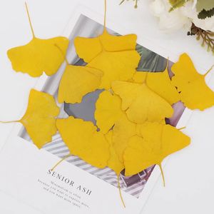 60 Stück gepresste getrocknete gefärbte gelbgrüne Ginkgo Biloba Maidenhair Blattpflanze Herbarium für Schmuck Lesezeichen Handyhülle Postkarte DIY 240223