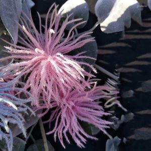 装飾的な花人工植物海ウニ多孔質植物サボテンカニ爪の花の家の庭園飾り