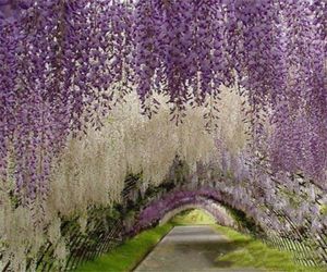 Romantyczne sztuczne kwiaty symulacja wisteria winorośli dekoracje ślubne długie krótkie jedwabne rośliny bukiet pokój Office ogród ślubny A5020346