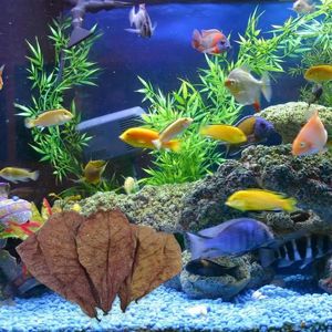 102050 Stück Betta Garnelenblätter Terminalia Catappa Mandel Aquarium Wasseraufbereiter Reinigungsmittel 240226