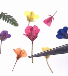60PCS Wciśnięte suszone rośliny kwiatowe rzepakowe Zastosowanie do biżuterii żywicy żywicy epoksydowej Makeup Makeup Nail Art Rzemiosło DIY Y01042331105