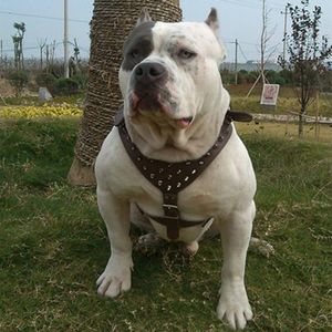 Nova coleira ajustável com rebites cravejados de couro pu para cães e animais de estimação coleira de caminhada para pitbull mastiff hg99 201126252e