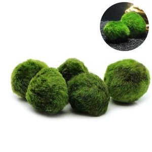 5pcs Marimo Moss Ball Akvaryum Bitkileri Terraryum Cladophora Balık Tank Süsleri2545