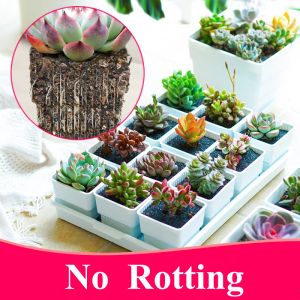 Planters meshpot 2 3 4 tum fyrkantig plast Succulents Planterare med brickuppsättning, barnkärl Cactus Plant Pot Garden Pot