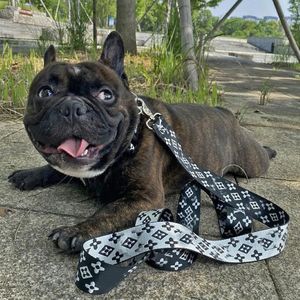 Dog Harness Collars Leashes調整可能な通気性ペットナイロンデザイナーレターアウトドアランニングトレーニングネックレスロープネクタイカラー239n