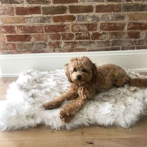 Faux Fur Dog Mat Curve White Winter Soft Warm Cozy Pet Cushion for Medium Large Dogs & Cats - Durable & Luxurious Throws Blanket 2289s