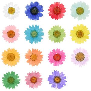 120st Pressed Press Torked Daisy Dry Flower Plants for Epoxy Harts Pendant Halsbandsmycken Making Craft Diy Accessories Q1126178I