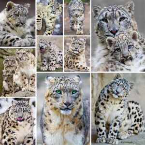 Number Animal Snow Leopard Paint By Numbers Kit Acrylic Paints 50*70 Canvas Painting Handmade Crafts For Adults Wholesale For Drawing