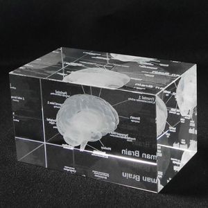 3D Human Anatomical Model Paperweight Laser Etsed Brain Crystal Glass Cube Anatomy Mind Neurology Thinking Medical Science Gift 2235T