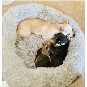 Çıkarılabilir Köpek Yatağı Peluş Yuvarlak Donut Evcil Yataklar Kennel Cususe Puppy Mats Lounger Orta Büyük Köpekler için Rahat Ev Çörek