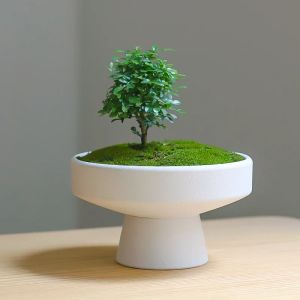 プランター新しいトレンド卸売セラミックボウル植木鉢小さな植木鉢白いシンプルな装飾バルコニー植物ポットプランター