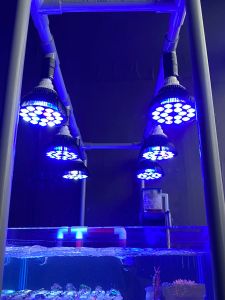 Beleuchtung Vollspektrum-LED-Aquarium-Rifflicht, 54 W, Wachstumslampe, Aquarium-Glühbirne für Korallenfische, Salzwasser-Nanotank-Pflanze, SPS, LPS