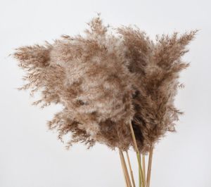 Pampas Grass Decor Pampa Tall Natural Large Fluffy Brown Stems for Flower Arrangements Wedding Home Beige Tall Dried Boho Decorati1994389