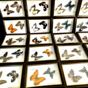 Rzeźby prawdziwy próbek motyla naturalny kolor edukacja nauczanie dekoracji domu dzieła sztuki materiał prezent ozdoby DIY Dekoracja stołowa