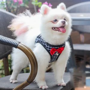 Harnesses Small Dog Chest Harness Dog Walk Cat Leash Pet Chest Harness Pet Vest Dog Outdoor MustHave Handy Pet Accessories