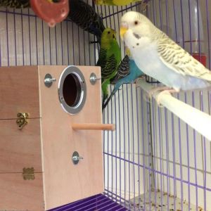 Nests Poşeet Yuva Kutusu Kuş Evi Budgie Ahşap Yamaç Kutusu Dayanıklı Ahşap Yuva Parrot Çiftleşme Kafesi Cockatiel Parrots Budgie