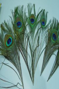 Najwyższej jakości Peacock Feather 500pcs Piękny naturalny 1012 cala dostaw imprezy2704851