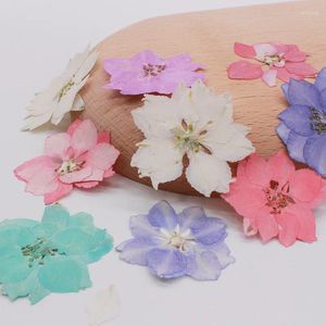 装飾的な花250pcs 2-4cmプレス乾燥コンソリダアジャシスフラワープラント植物宝石用ポストカード招待状カード電話ケース