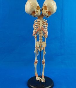 145quotまたは37cm人間の新しいダブルヘッドベビースカルスケルトン解剖学的脳シリコン解剖学教育モデル解剖学DI3300515