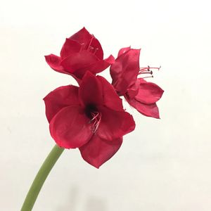 High Quality Artificial Amaryllis Flower Branch For Vase Arrangements Home Table Wedding Decor Fake Silk Flowers Barbadoslily 240306