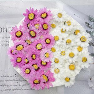 Decorative Flowers 120pcs Pressed Dried Helipterum Manglesii Flower Herbarium For Epoxy Resin Jewelry Making Bookmark Face Makeup Nail Art