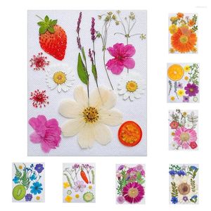 Decorative Flowers Dried For Resin Natural Fruits Pressed Phone Case Epoxy Filling Pendant Jewelry Making Nail Art Decor