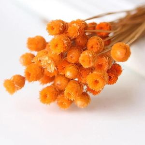 Decorative Flowers Press Small DIY Craft Plant Stems Dry Fresh Dried Preserved Natural Bouquets Real Flower