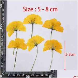 Faux Floral Greenery 12 Stück getrocknete Blumen Chrysant natürliche gepresste Pflanzen für Epoxidharz Anhänger Schmuckherstellung Handwerk Diy Nail Art Dh5Ip