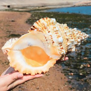 1 st enormt naturligt grodskal för heminredning bröllopsfest dekor gåvor stora conch strandskalprov för fiskbehållare 240305