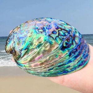 11-13cm Cilalı Doğal Paua Abalone Kabuk Sage Haftası Kiti Tipod Standlı Sürdürülebilir Toplanıyor - Home Decor 240305 SMUDGING İÇİN