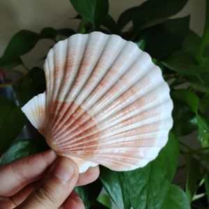 2 PCS Natural Orange Lions Paw Baking Sea Shells Conch White Scallop Shell Diy Special för att måla Fish Tank Decoration 9-12cm 240305