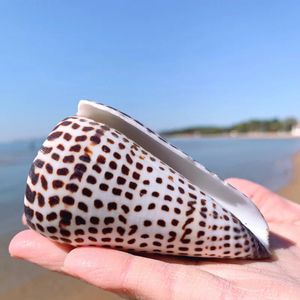 Natural Ivory Cone Big Alaphbet Cone Shell Real Conch Black Spot Cone Shape Sea Shells for Nautical Home Decoration Vase Filler 240305