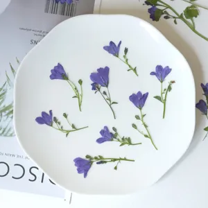 Decorative Flowers 4-5cm Small Branch 8-10cm Big Nature Pressed Campanula Flower Branches DIY Drip Glue Bookmark Coasters Pe Frame