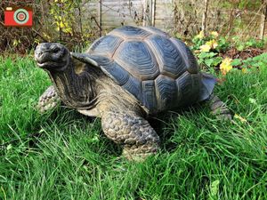 XXL 거대한 거북이 거대한 크기. 놀라운 가정 또는 정원 장식, 생생한 예술