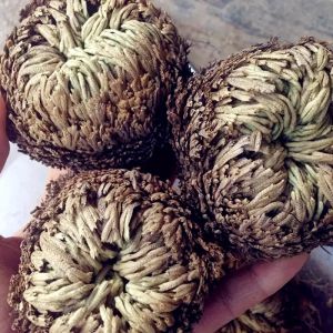 Leathercraft Dried Flower Magic Resurrection Plant Rose of Jericho Dinosaur Plant Air Fer for Home Garden Decoration Bonsai Artificial Flower