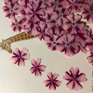 60 peças flores secas prensadas verbena hortensis para joias marcador cartão postal po moldura capa de telefone fazendo artesanato acessórios diy 240320