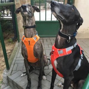 Koşumlar Yansıtıcı Pet Köpek Kabez Aksesuarları Köpek Eğitim Yeleği Köpek Köpek Büyük Köpekler Ayarlanabilir Dış Naylon Kablo Demet yaka Pitbull XL