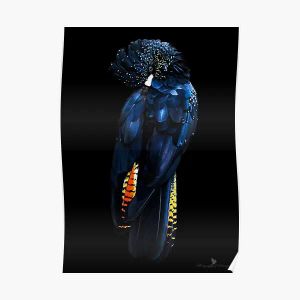 Caligrafia cauda vermelha preto cockatoo cartaz arte mural imagem pintura decoração engraçado impressão casa moderna decoração da parede do quarto vintage sem moldura