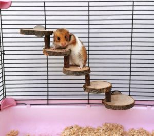 Spielzeug 3/5 Stufen Hamster Holzleiter für Kleintiere Kletterleiter Spielzeug Vogel Papagei Ständer Sitzstangen Treppe Kleines Haustier Sprungbrett