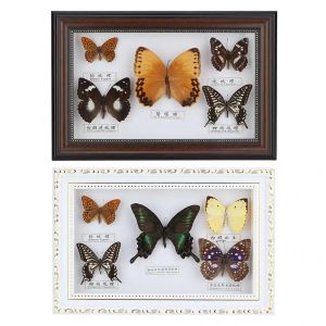 Quadro presente de aniversário requintado 5 pçs borboletas moldura de foto espécime artesanato presente decoração para casa ornamento decorações para casa
