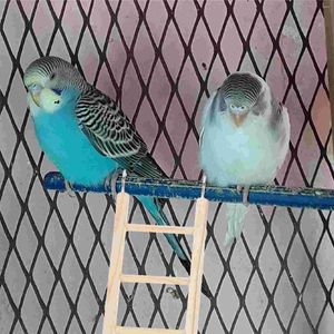 Inne zaopatrzenie ptaków drabinki Budgerygarze wspinaczkowe