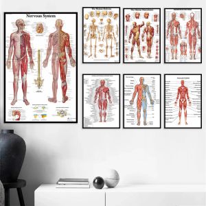 Rack Struttura scheletrica umana Organi Poster medico Anatomia moderna Scheletro muscolare Decorazione Wall Art Canvas Pittura Immagini Stampe opere d'arte