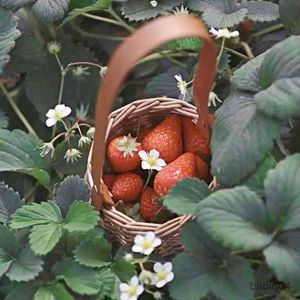 Förvaringskorgar rotting lagring korg med handtag bärbar blomma godis ägg arrangör för hem trädgård dekoration bröllop blommor picknick korgar