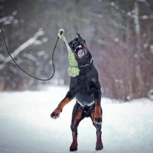 Brinquedos cão provocando vara telescópica vara de pesca varinha brinquedo engraçado cão vara haste flexível provocando gato varinha brinquedo para gatinho filhote de cachorro cães gatos