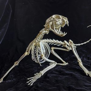 Скульптуры, полная коллекция образцов костей скелета животного, реквизит для бара, персонализированные украшения, материалы для самостоятельного изготовления